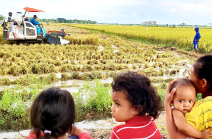 Combine Harvester yang Jadi Tontonan
